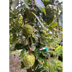 Custard Apple Live Plant – Annona Cherimoya Tree – 1-2 Ft Tall – 1 Gallon Pot - Image 4