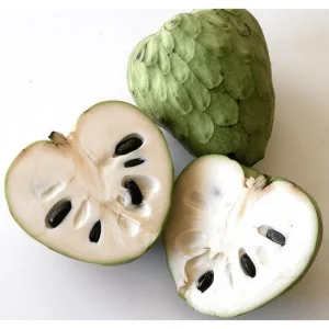 Custard Apple Live Plant – Annona Cherimoya Tree – 1-2 Ft Tall – 1 Gallon Pot - Image 5