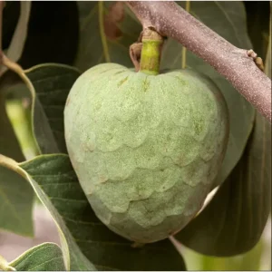 Custard Apple Live Plant – Annona Cherimoya Tree – 1-2 Ft Tall – 1 Gallon Pot - Image 6