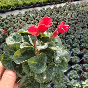 Cyclamen Live Plant - Flowering Purple Indoor Houseplant in a 5 Inch Pot - Image 3