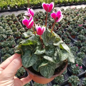 Cyclamen Live Plant - Flowering Purple Indoor Houseplant in a 5 Inch Pot - Image 4