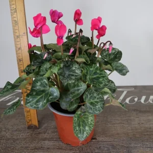 Cyclamen Live Plant - Flowering Purple Indoor Houseplant in a 5 Inch Pot - Image 6