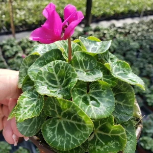 Cyclamen Live Plant - Flowering Purple Indoor Houseplant in a 5 Inch Pot - Image 1