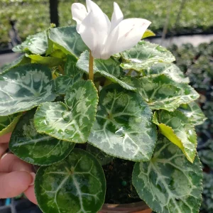 Cyclamen Live Plant – Pink Flowering Indoor Houseplant in 5 Inch Pot - Image 3