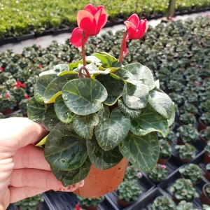 Cyclamen Live Plant – Pink Flowering Indoor Houseplant in 5 Inch Pot - Image 4