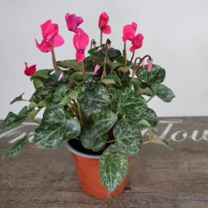Cyclamen Live Plant – Pink Flowering Indoor Houseplant in 5 Inch Pot - Image 5