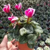 Cyclamen Live Plant – Pink Flowering Indoor Houseplant in 5 Inch Pot - Image 1