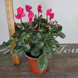 Cyclamen Live Plant – Pink Flowering Indoor Houseplant in 5 Inch Pot - Image 6