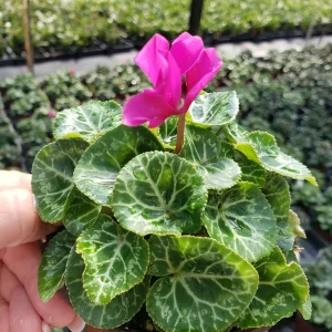 Cyclamen Live Plant – White Flowering Indoor Houseplant – 5 Inch Pot - Image 2