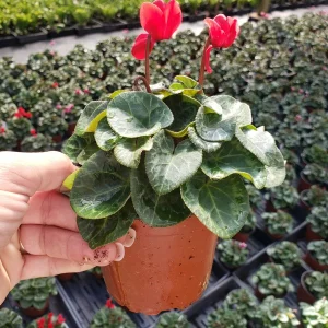 Cyclamen Live Plant – White Flowering Indoor Houseplant – 5 Inch Pot - Image 3