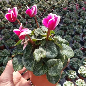Cyclamen Live Plant – White Flowering Indoor Houseplant – 5 Inch Pot - Image 4
