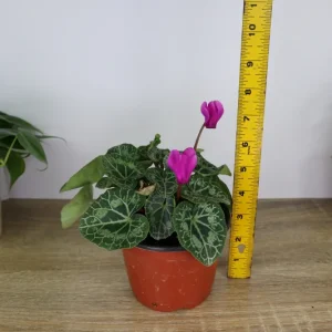 Cyclamen Live Plant – White Flowering Indoor Houseplant – 5 Inch Pot - Image 5