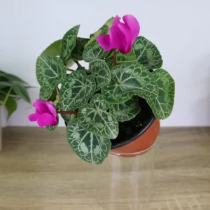 Cyclamen Live Plant – White Flowering Indoor Houseplant – 5 Inch Pot - Image 6