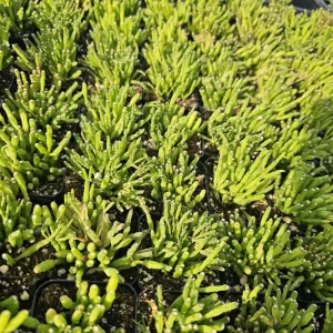 Dancing Bones Cactus Live Plant – Hatiora Salicornioides – 2 inch Pot – Indoor - Image 2