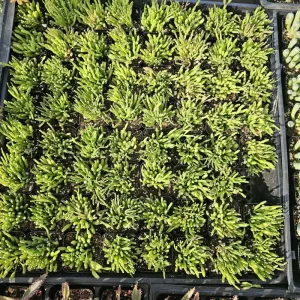 Dancing Bones Cactus Live Plant – Hatiora Salicornioides – 2 inch Pot – Indoor - Image 5