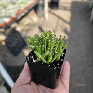 Dancing Bones Cactus Live Plant – Hatiora Salicornioides – 2 inch Pot – Indoor - Image 1