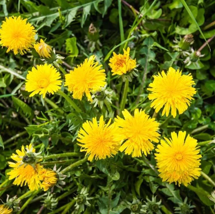 Dandelion Live Plant – Taraxacum officinale – Edible Herb in 4 Inch Pot - Image 2