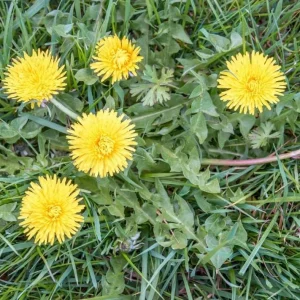 Dandelion Live Plant – Taraxacum officinale – Edible Herb in 4 Inch Pot - Image 3