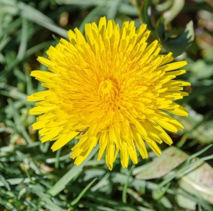 Dandelion Live Plant – Taraxacum officinale – Edible Herb in 4 Inch Pot - Image 4