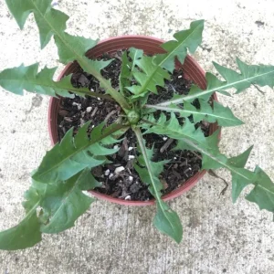 Dandelion Live Plant – Taraxacum officinale – Edible Herb in 4 Inch Pot - Image 5