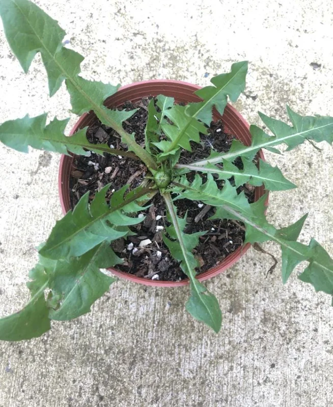 Dandelion Live Plant – Taraxacum officinale – Edible Herb in 4 Inch Pot - Image 5