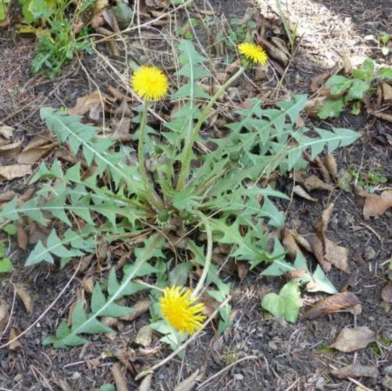 Dandelion Live Plant – Taraxacum officinale – Edible Herb in 4 Inch Pot - Image 6