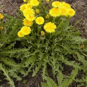 Dandelion Live Plant – Taraxacum officinale – Edible Herb in 4 Inch Pot - Image 7
