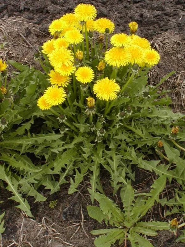 Dandelion Live Plant – Taraxacum officinale – Edible Herb in 4 Inch Pot - Image 7