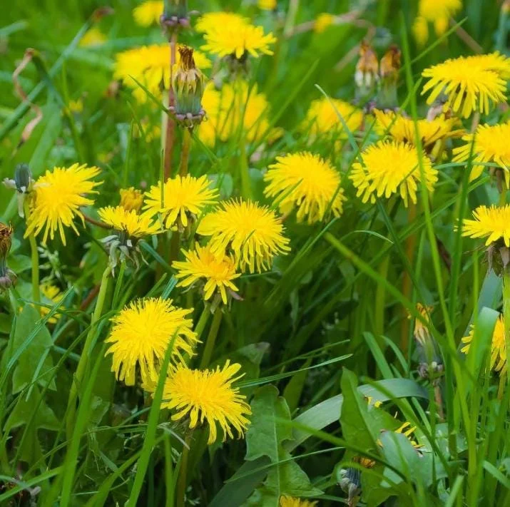 Dandelion Live Plant – Taraxacum officinale – Edible Herb in 4 Inch Pot - Image 8