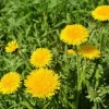 Dandelion Live Plant – Taraxacum officinale – Edible Herb in 4 Inch Pot - Image 1
