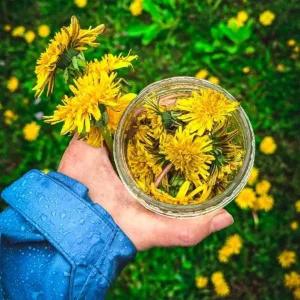 Dandelion Live Plant – Taraxacum officinale – Edible Herb in 4 Inch Pot - Image 9