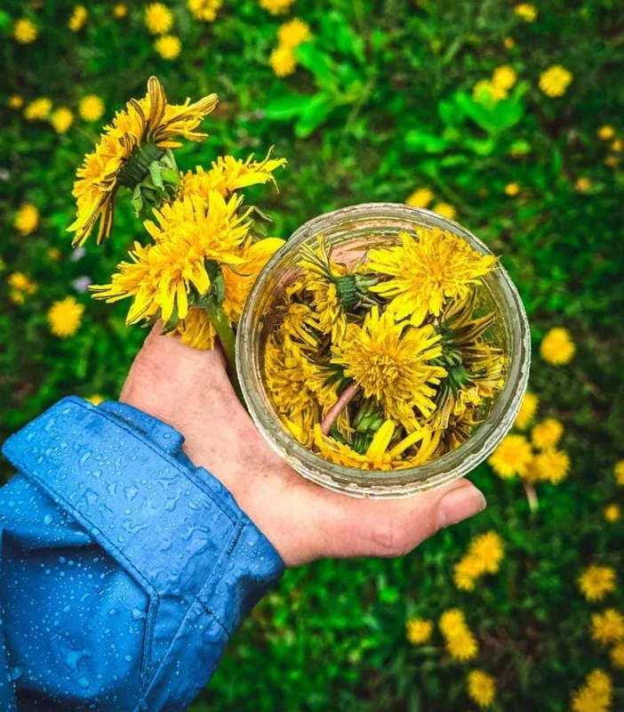 Dandelion Live Plant – Taraxacum officinale – Edible Herb in 4 Inch Pot - Image 9