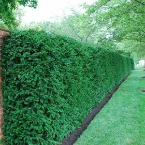 Dark Green Spreader Yew Cuttings - Set of 12 Unrooted Live Plant - Image 3