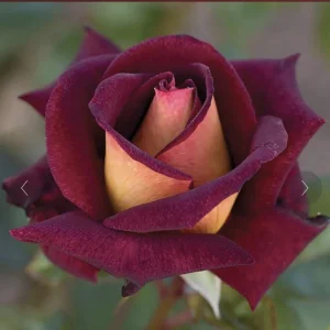 Dark Night Rose Bare Root – Hybrid Tea Rose Plant – 3-7 Inch Tall - Image 1