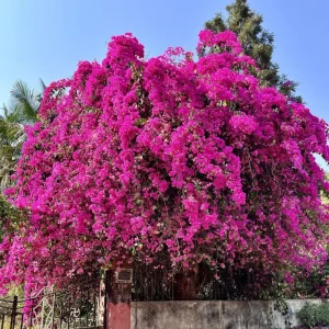 Dark Pink Bougainvillea Live Plant, 5-7 Inch Tall, Climbing, Outdoor/Indoor - Image 10
