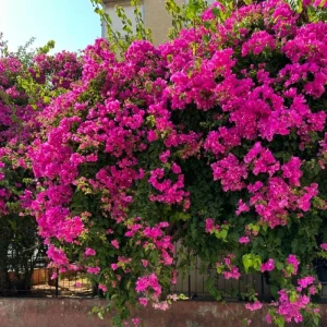 Dark Pink Bougainvillea Live Plant, 5-7 Inch Tall, Climbing, Outdoor/Indoor - Image 2