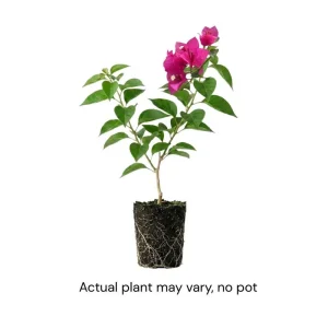 Dark Pink Bougainvillea Live Plant, 5-7 Inch Tall, Climbing, Outdoor/Indoor - Image 3