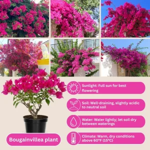 Dark Pink Bougainvillea Live Plant, 5-7 Inch Tall, Climbing, Outdoor/Indoor - Image 5