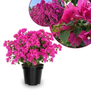 Dark Pink Bougainvillea Live Plant, 5-7 Inch Tall, Climbing, Outdoor/Indoor - Image 1