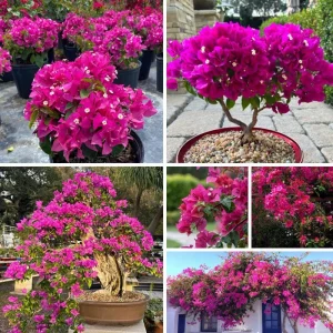 Dark Pink Bougainvillea Live Plant, 5-7 Inch Tall, Climbing, Outdoor/Indoor - Image 6