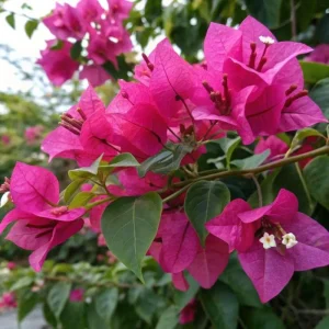 Dark Pink Bougainvillea Live Plant, 5-7 Inch Tall, Climbing, Outdoor/Indoor - Image 7