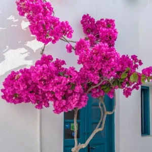 Dark Pink Bougainvillea Live Plant, 5-7 Inch Tall, Climbing, Outdoor/Indoor - Image 8