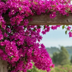 Dark Pink Bougainvillea Live Plant, 5-7 Inch Tall, Climbing, Outdoor/Indoor - Image 9