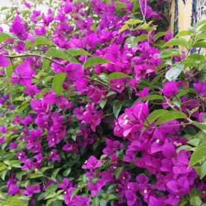Dark Purple Bougainvillea Live Plant - 5-7 Inch Tall Climbing Vine for Outdoor - Image 10