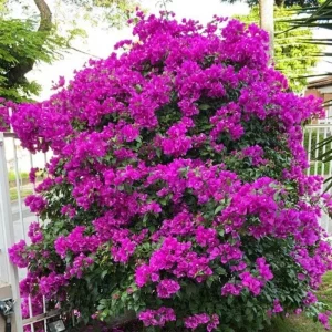 Dark Purple Bougainvillea Live Plant - 5-7 Inch Tall Climbing Vine for Outdoor - Image 2