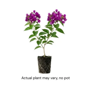 Dark Purple Bougainvillea Live Plant - 5-7 Inch Tall Climbing Vine for Outdoor - Image 3