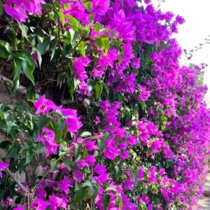 Dark Purple Bougainvillea Live Plant - 5-7 Inch Tall Climbing Vine for Outdoor - Image 4