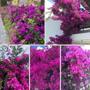 Dark Purple Bougainvillea Live Plant - 5-7 Inch Tall Climbing Vine for Outdoor - Image 5