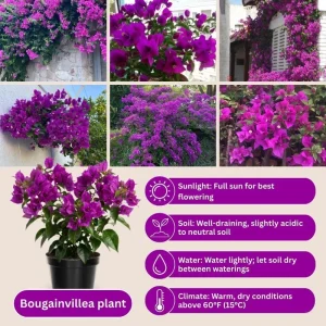 Dark Purple Bougainvillea Live Plant - 5-7 Inch Tall Climbing Vine for Outdoor - Image 6