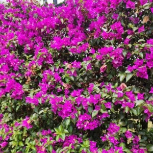 Dark Purple Bougainvillea Live Plant - 5-7 Inch Tall Climbing Vine for Outdoor - Image 7